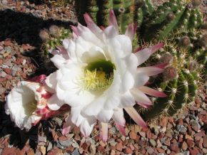 another big cactus flower